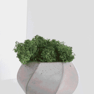 Button Fern